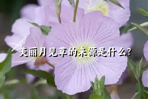 美丽月见草的来源是什么？