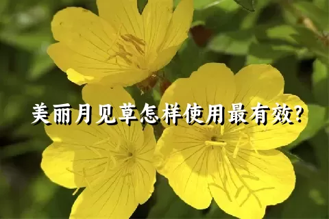 美丽月见草怎样使用最有效？