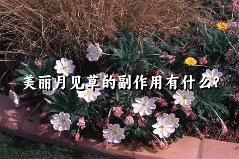 美丽月见草的副作用有什么？