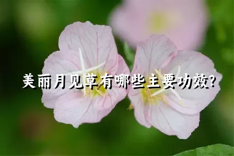 美丽月见草有哪些主要功效？