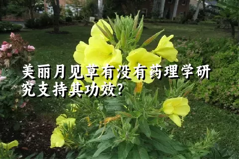 美丽月见草有没有药理学研究支持其功效？
