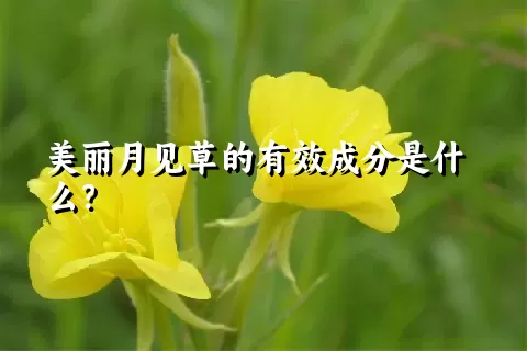 美丽月见草的有效成分是什么？