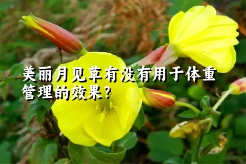 美丽月见草有没有用于体重管理的效果？