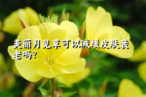 美丽月见草可以减缓皮肤衰老吗？