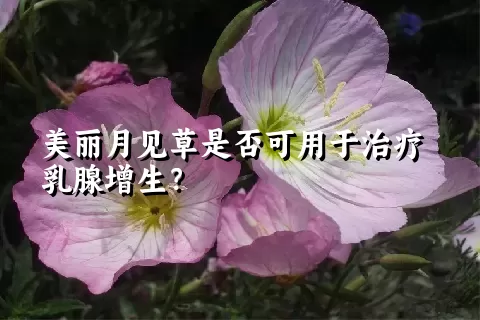 美丽月见草是否可用于治疗乳腺增生？