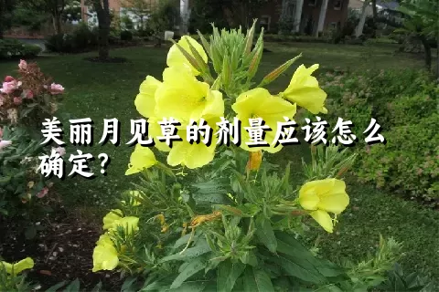 美丽月见草的剂量应该怎么确定？