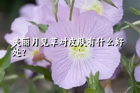 美丽月见草对皮肤有什么好处？