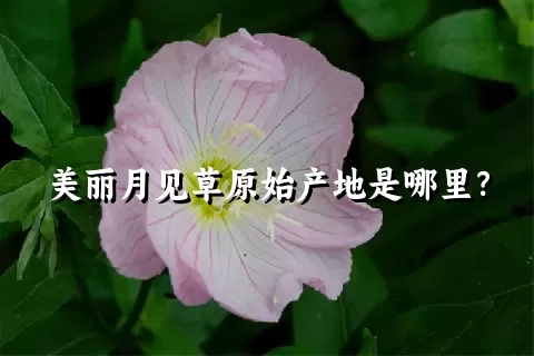 美丽月见草原始产地是哪里？