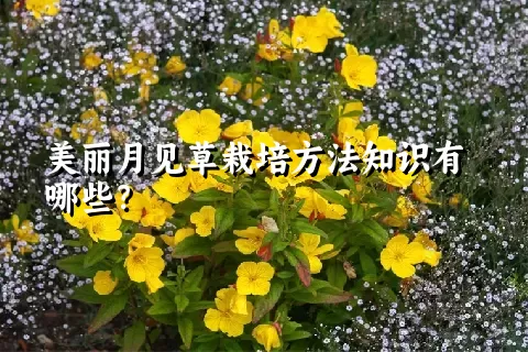美丽月见草栽培方法知识有哪些？