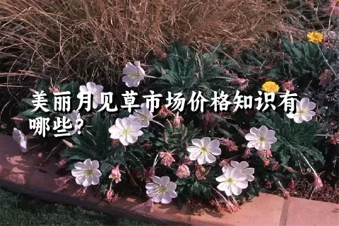 美丽月见草市场价格知识有哪些？