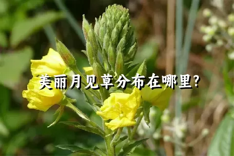 美丽月见草分布在哪里?