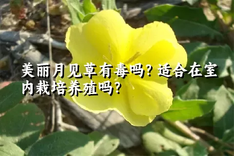 美丽月见草有毒吗？适合在室内栽培养殖吗？