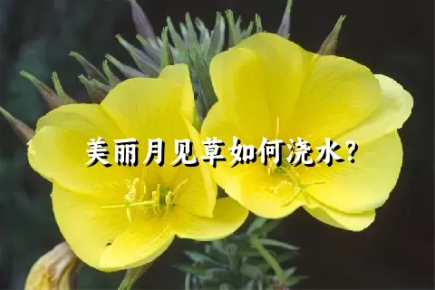 美丽月见草如何浇水？