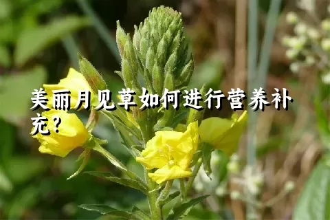 美丽月见草如何进行营养补充？