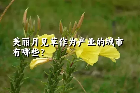 美丽月见草作为产业的城市有哪些？