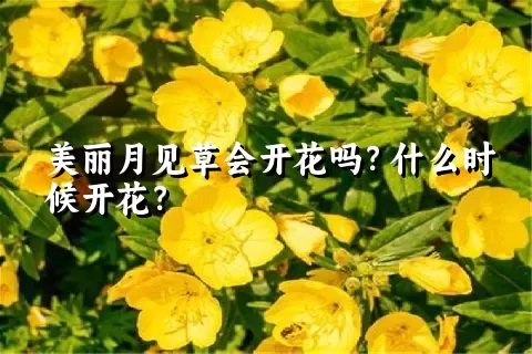 美丽月见草会开花吗？什么时候开花？