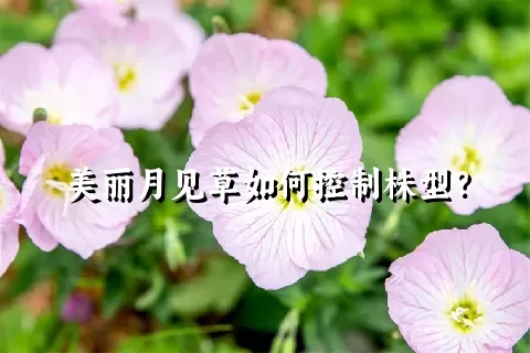 美丽月见草如何控制株型？