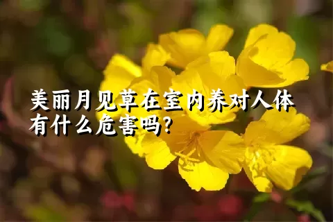 美丽月见草在室内养对人体有什么危害吗？