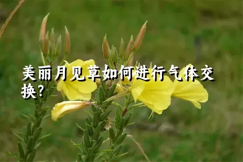 美丽月见草如何进行气体交换？
