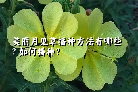 美丽月见草播种方法有哪些？如何播种？