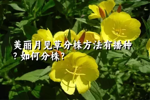 美丽月见草分株方法有播种？如何分株？