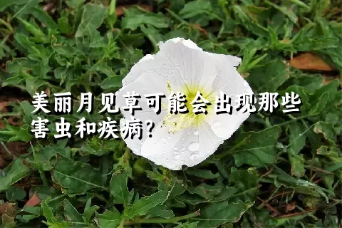 美丽月见草可能会出现那些害虫和疾病？