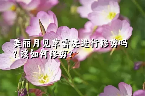 美丽月见草需要进行修剪吗？该如何修剪？