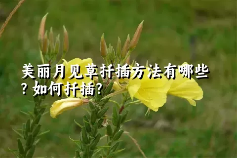 美丽月见草扦插方法有哪些？如何扦插？