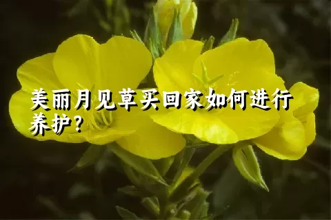美丽月见草买回家如何进行养护？