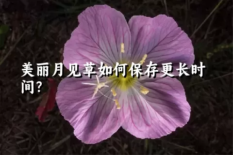 美丽月见草如何保存更长时间？