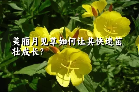 美丽月见草如何让其快速茁壮成长？