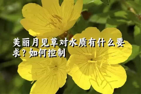 美丽月见草对水质有什么要求？如何控制