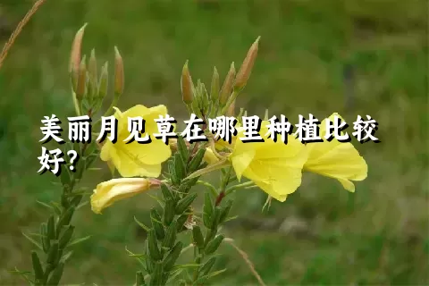 美丽月见草在哪里种植比较好？