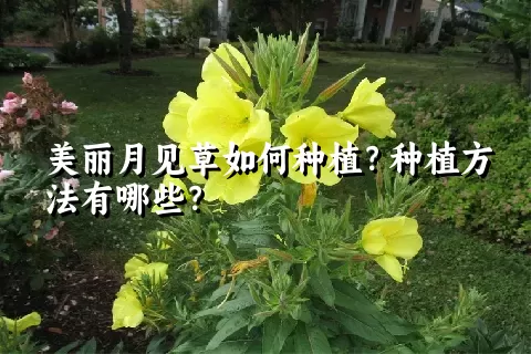 美丽月见草如何种植？种植方法有哪些？