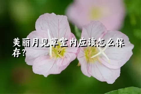 美丽月见草室内应该怎么保存？
