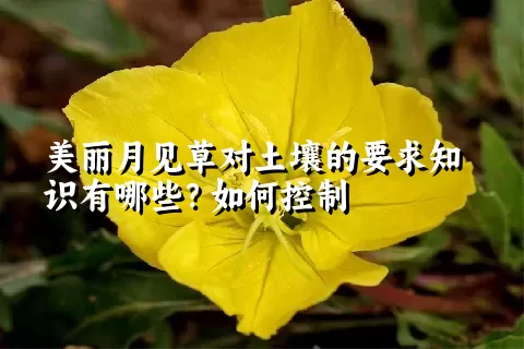 美丽月见草对土壤的要求知识有哪些？如何控制