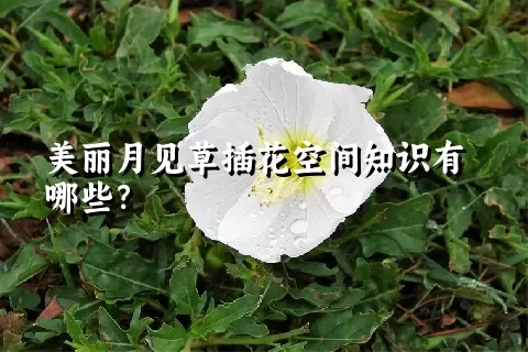 美丽月见草插花空间知识有哪些？