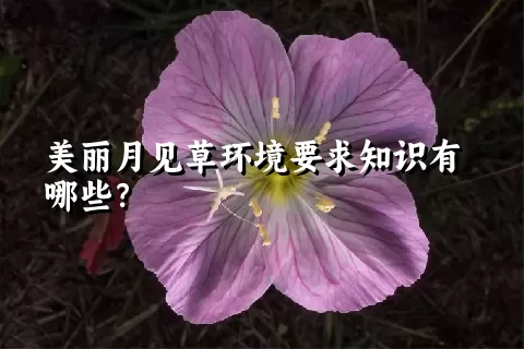 美丽月见草环境要求知识有哪些？