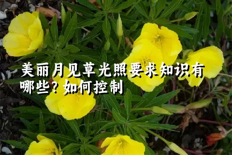 美丽月见草光照要求知识有哪些？如何控制