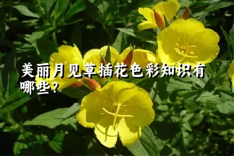 美丽月见草插花色彩知识有哪些？