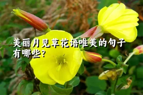 美丽月见草花语唯美的句子有哪些？