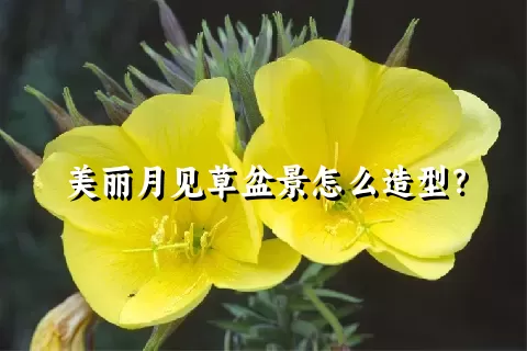 美丽月见草盆景怎么造型？