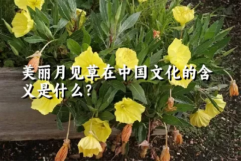 美丽月见草在中国文化的含义是什么？
