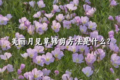 美丽月见草修剪方法是什么？
