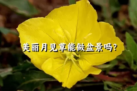 美丽月见草能做盆景吗？