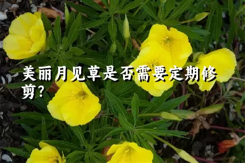 美丽月见草是否需要定期修剪？