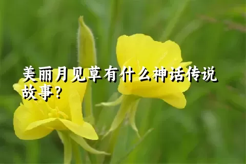 美丽月见草有什么神话传说故事？