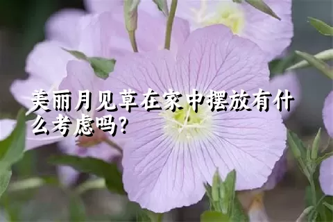 美丽月见草在家中摆放有什么考虑吗？