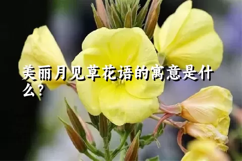 美丽月见草花语的寓意是什么？
