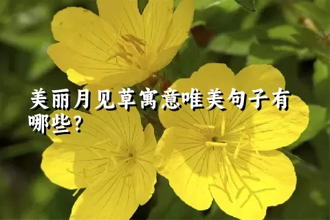 美丽月见草寓意唯美句子有哪些？